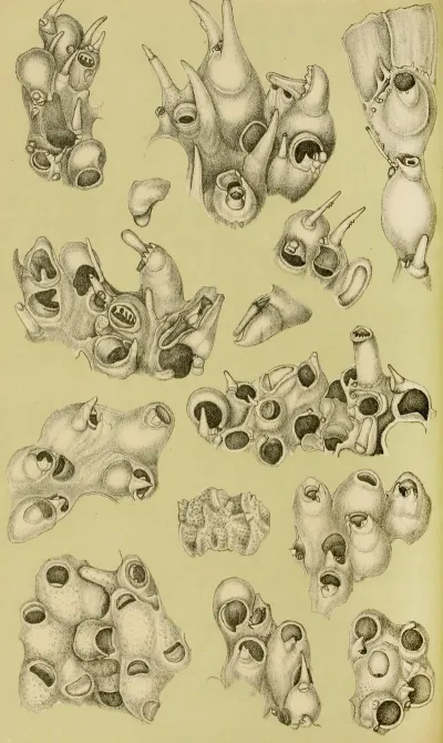 Polyzoa V