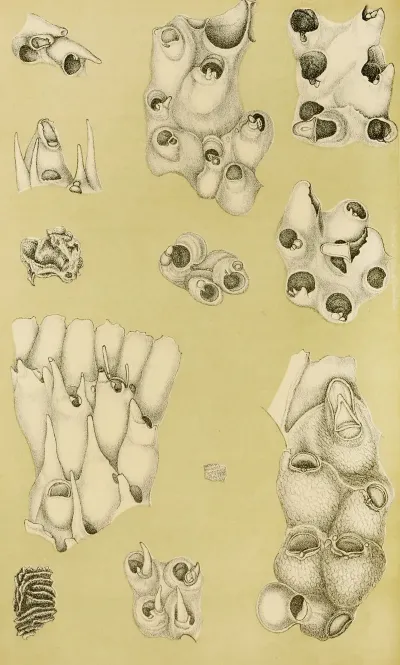Polyzoa Vi
