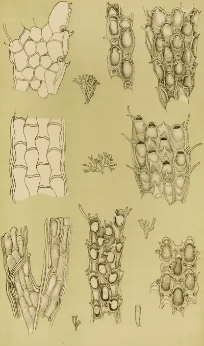 Polyzoa X