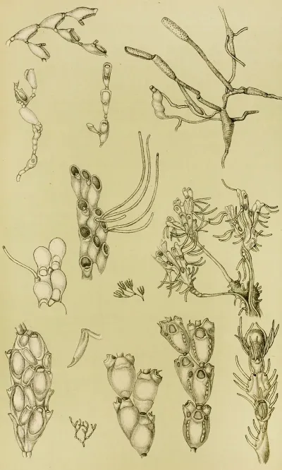 Polyzoa Xi