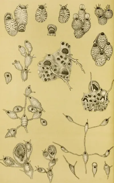 Polyzoa Xv