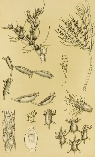 Polyzoa Xvi