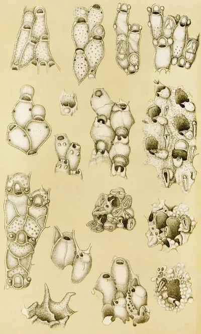 Polyzoa Xvii