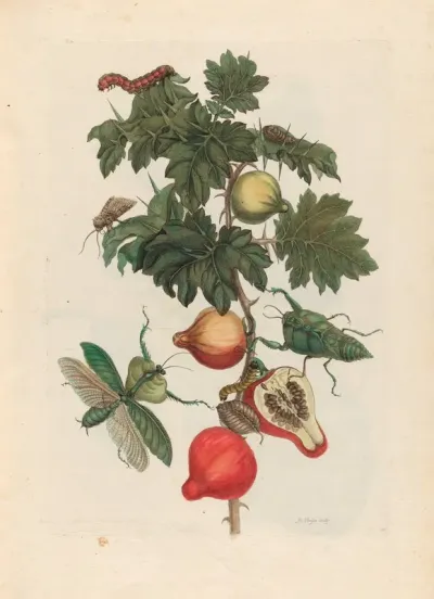 Pomme De Sodome 2