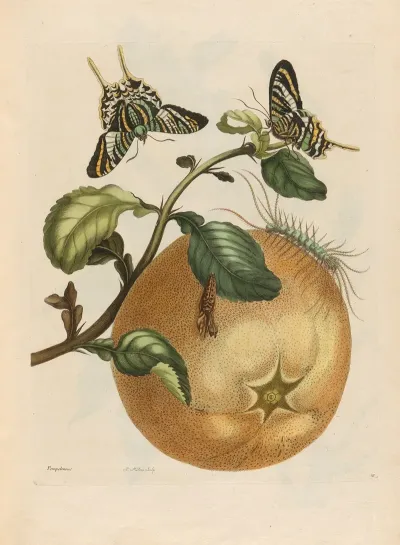 Pompelmous 2
