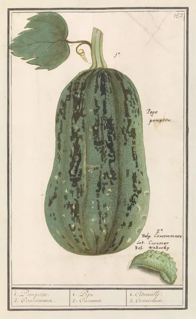 Pompoen Cucurbita Pepo 1 Pompoen 2 Concommer 1 Pepo 2 Cucumer 1 Citrouille 2 Cornichon