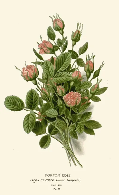 Pompon Rose