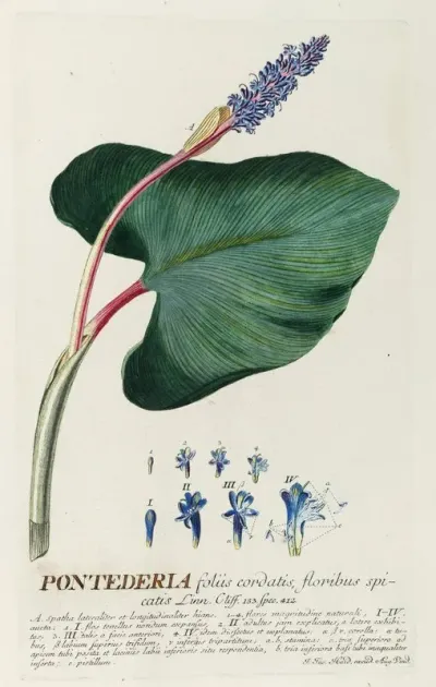 Pontederia