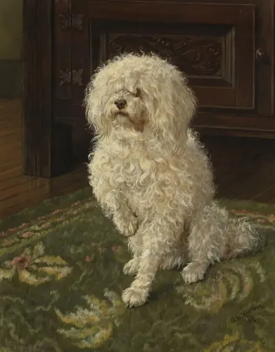 Poodle On A Green Carpet