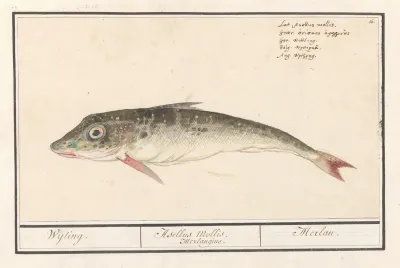 Poon Triglidae Wijting Asellus Mollis Merlangius Merlan