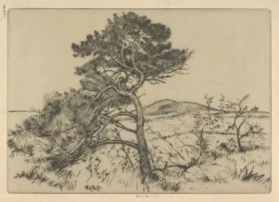 Popham Pines