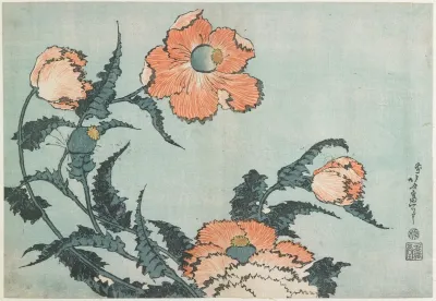 Poppies 11