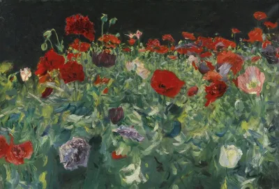 Poppies A Study Of Poppies For Carnation Lily Lily Rose