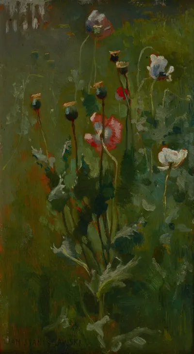 Poppies In Bloom