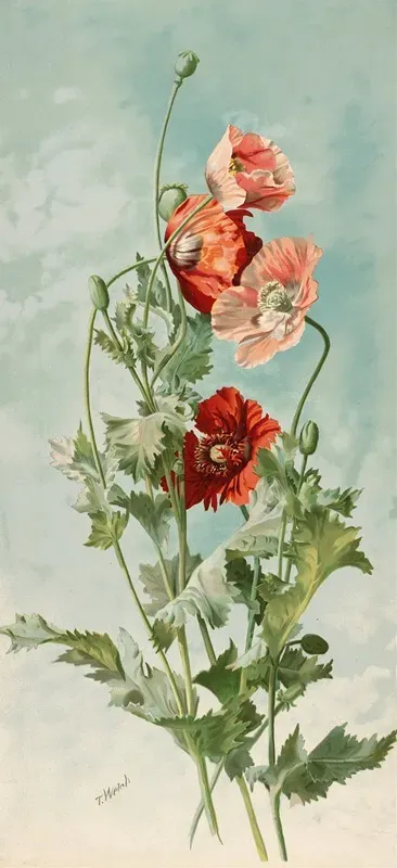 Poppies