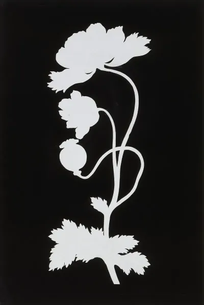 Poppy 4