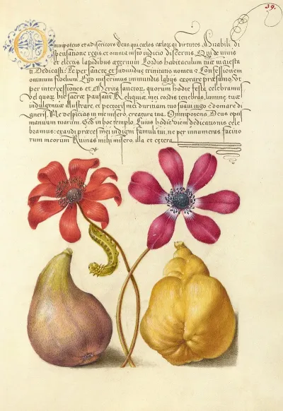 Poppy Anemones Caterpillar Fig And Quince