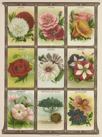 Poppy Petunia Primrose