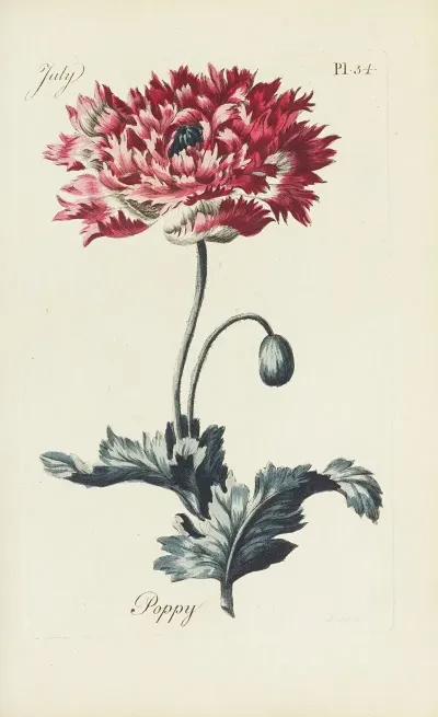 Poppy