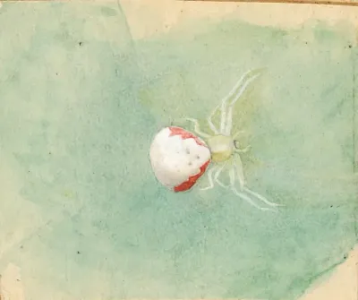 Porcelain White Spider