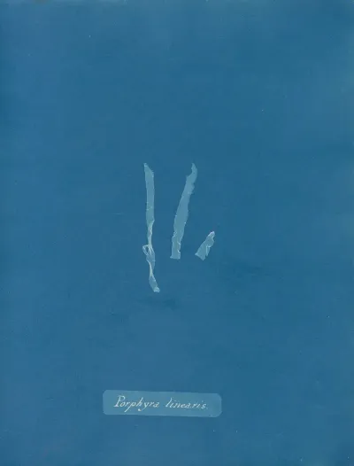 Porphyra Linearis