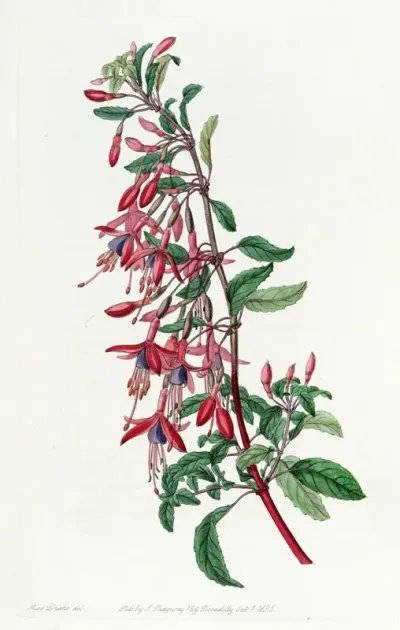Port Famine Fuchsia