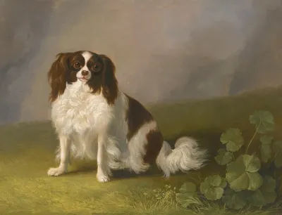 Portrait Of A King Charles Spaniel In A Landscape 2