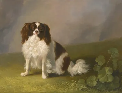 Portrait Of A King Charles Spaniel In A Landscape 3