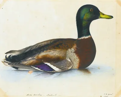 Portrait Of A Mallard