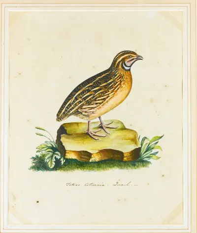 Portrait Of A Quail