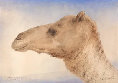 Portrait Of The Artists Dromedary