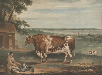 Portrait Of The Short Horned Bull Patriot