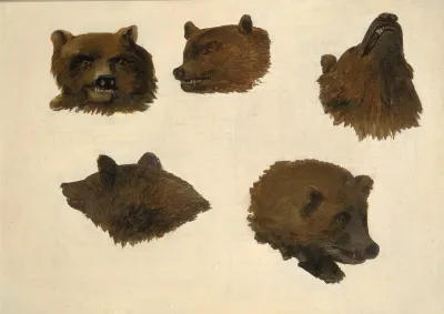 Portraits Of Two Grizzly Bears From Life