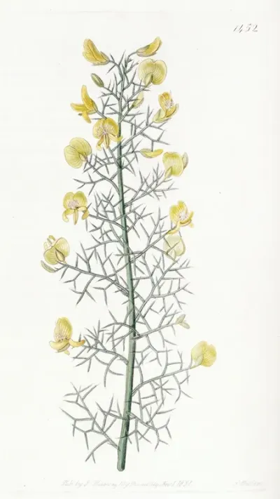 Portuguese Furze