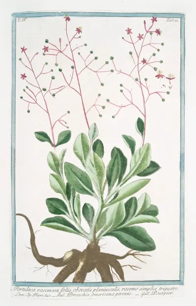 Portulaca Racemosa Foliis Obovatis Planiusculis Racemo Simplici Triquetro Porcachia Americana Perenne Pourpier Potherb Fameflower Waterleaf Surinam Purslane Ceylon Spinach