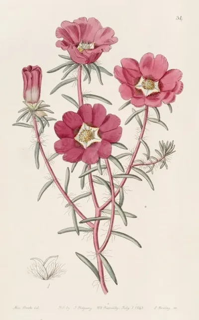 Portulaca Splendens