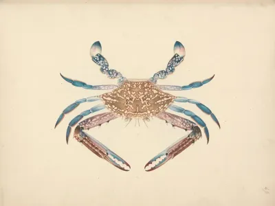 Portunua Pelagicus Blue Crab