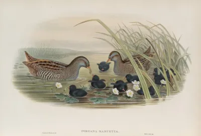 Porzana Maruetta Spotted Crake