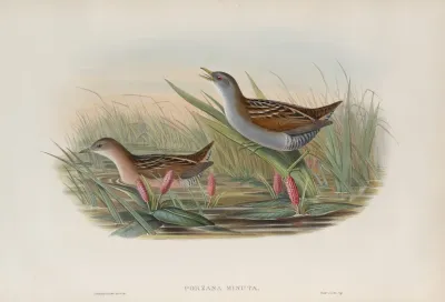 Porzana Minuta Olivaceous Crake