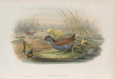 Porzana Pygmaea Baillons Crake