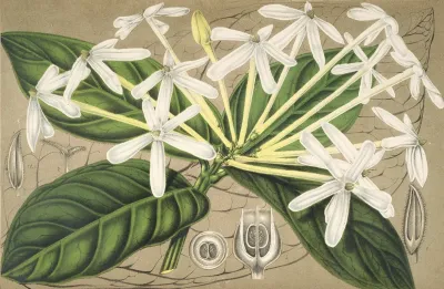 Posoqueria Multiflora