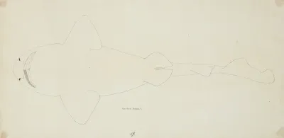 Possibly A Cephaloscyllium Isabella Nz Ventral View Carpet Shark