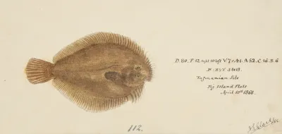 Possibly Ammotretis Sp Tas Flounder