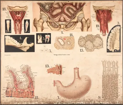 Posterior Abdominal Cavity Small Intestine Spleen Etc