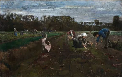 Potato Harvest 2