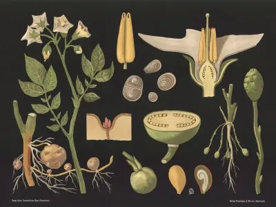 Potato Solanum Tuberosum