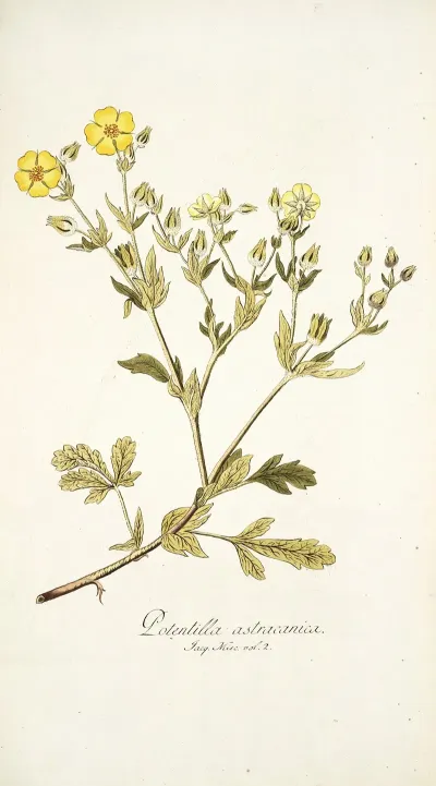 Potentilla Astracanica