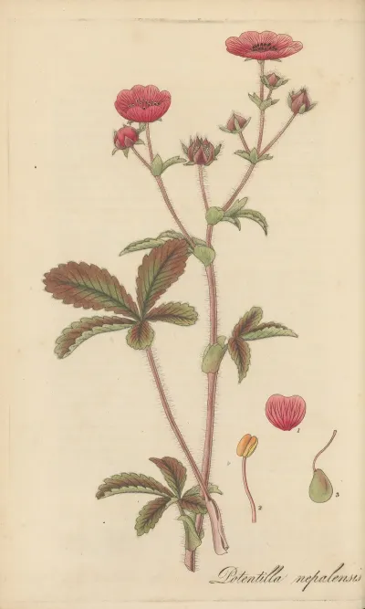 Potentilla Nepalensis