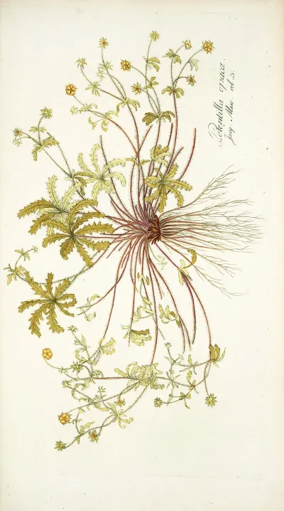 Potentilla Opaca