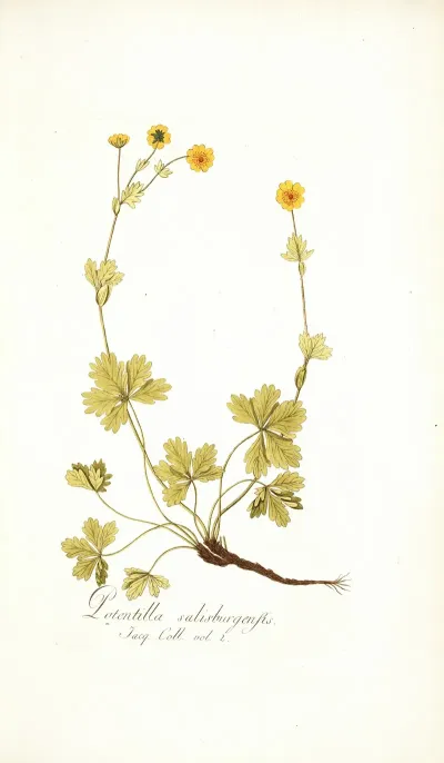 Potentilla Salisburgensis